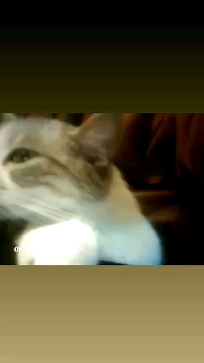 pinchchicken pinchchicken archive video