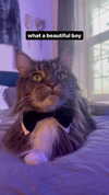 zaperwave Altpins Profile Picture