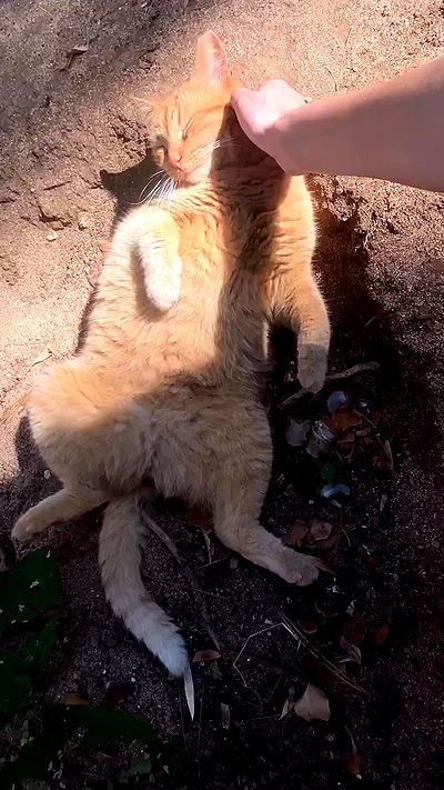 feelbetterinmysweater feelbetterinmysweater archive video