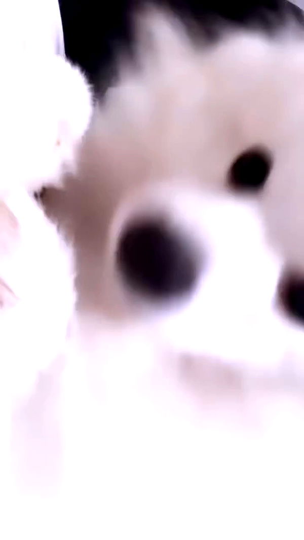 romy_ayalla_lavi archive video preview