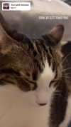 canabaputgir Altpins Profile Picture