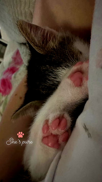 liashaked liashaked archive video