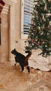 carolinesometimes Altpins Profile Picture