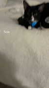 sydney_melman Altpins Profile Picture