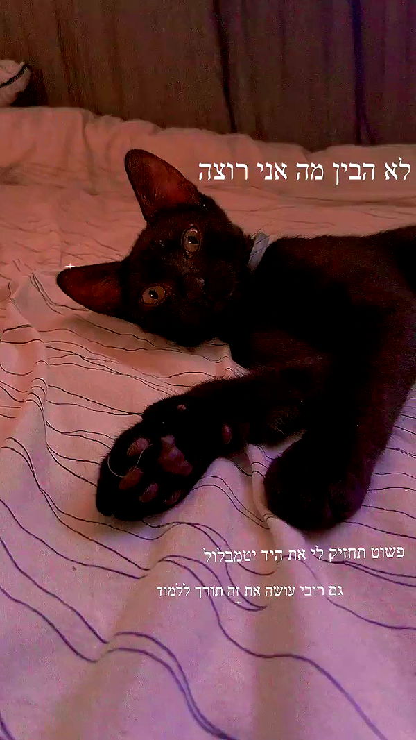 feelbetterinmysweater archive video preview