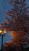 angxl.sky Altpins Profile Picture