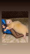 gigibizarreadventure Altpins Profile Picture
