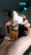 la.vica_ Altpins Profile Picture