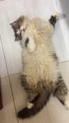 lemoon.ah Altpins Profile Picture