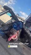 siel_pinto Altpins Profile Picture