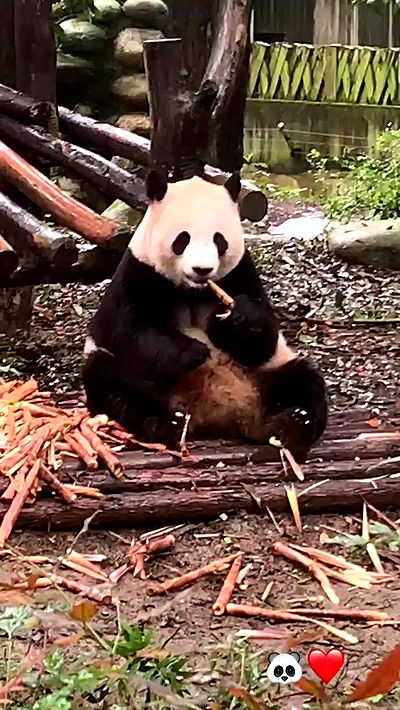 emily.otaku emily.otaku archive video