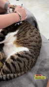 daria.lesin Altpins Profile Picture