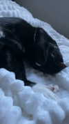 sydney_melman Altpins Profile Picture