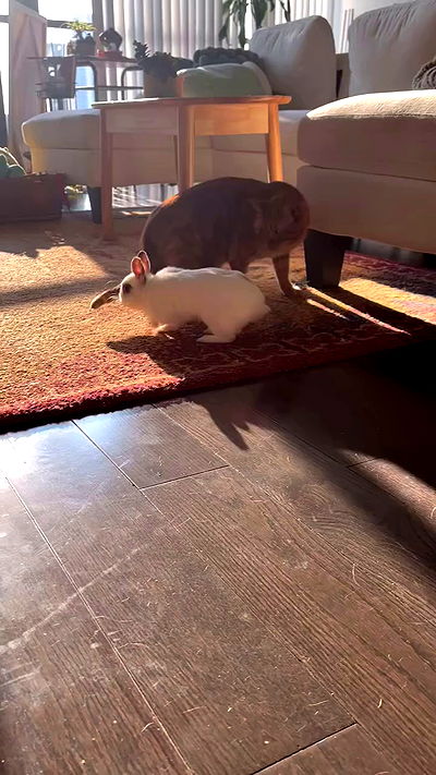 winbun.io winbun.io archive video