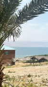 roni_ackerman Altpins Profile Picture