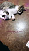 klarissasalazar Altpins Profile Picture