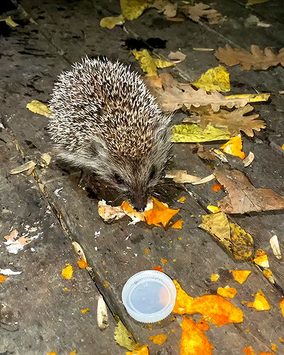 wesidera wesidera archive video