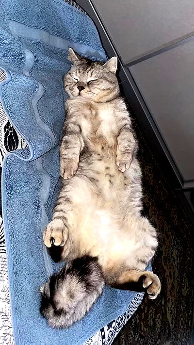 yuri.gever yuri.gever archive video