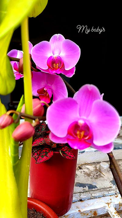 1justsabi 1justsabi archive video