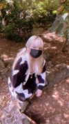 nyannyancosplay Altpins Profile Picture