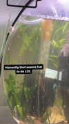 alyri_tv Altpins Profile Picture