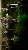 noa_mendel_ Altpins Profile Picture