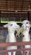 dina_shrago Altpins Profile Picture