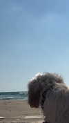 romitalblt Altpins Profile Picture