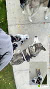 astarwbry_ Altpins Profile Picture