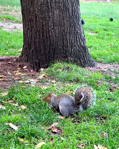 kesemgreenyer kesemgreenyer archive video