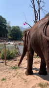 liori_hen Altpins Profile Picture