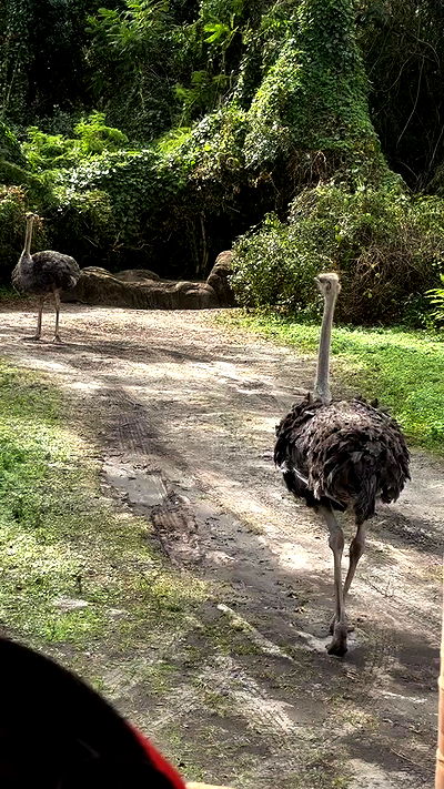 wuvkyu wuvkyu archive video