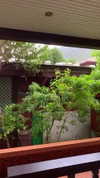 liori_hen Altpins Profile Picture