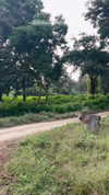 noa_mendel_ Altpins Profile Picture