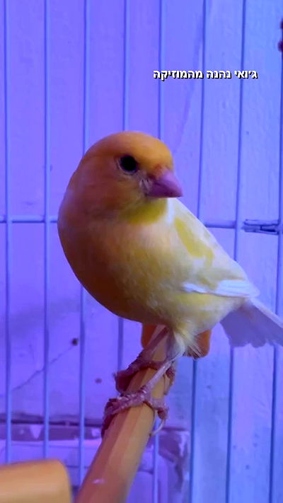 biton__adi biton__adi archive video