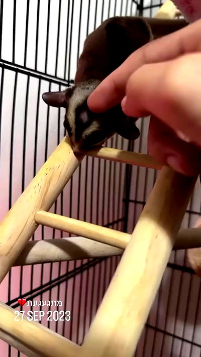 _lil_noa_ _lil_noa_ archive video