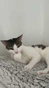 roni_ackerman Altpins Profile Picture
