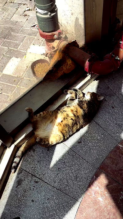 natalllluli natalllluli archive video