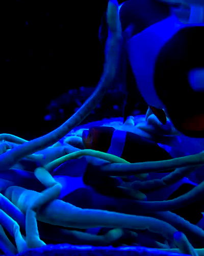 piper.jaylen piper.jaylen archive video