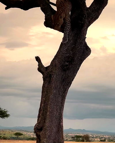 sydney_sweeney sydney_sweeney archive video