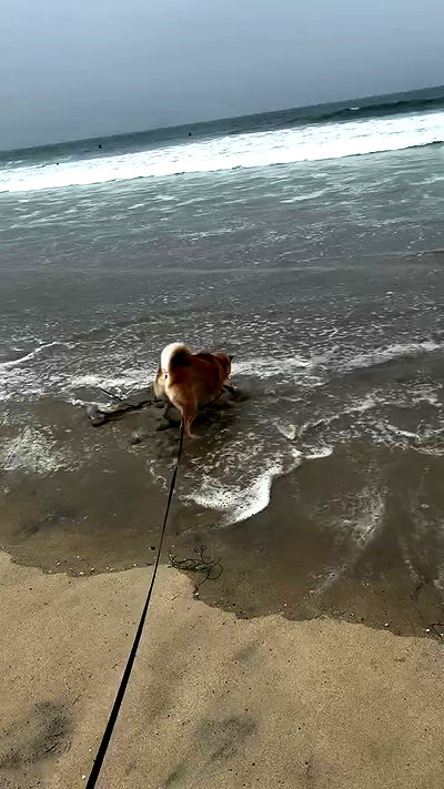 zommmbri zommmbri archive video