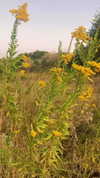 sarah.anne.dipity Altpins Profile Picture