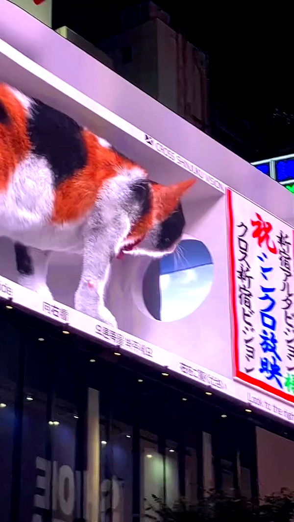 elianachetrit archive video preview