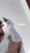 lisush_9 Altpins Profile Picture