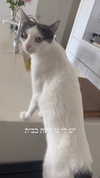 lisush_9 Altpins Profile Picture