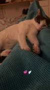 lisush_9 Altpins Profile Picture