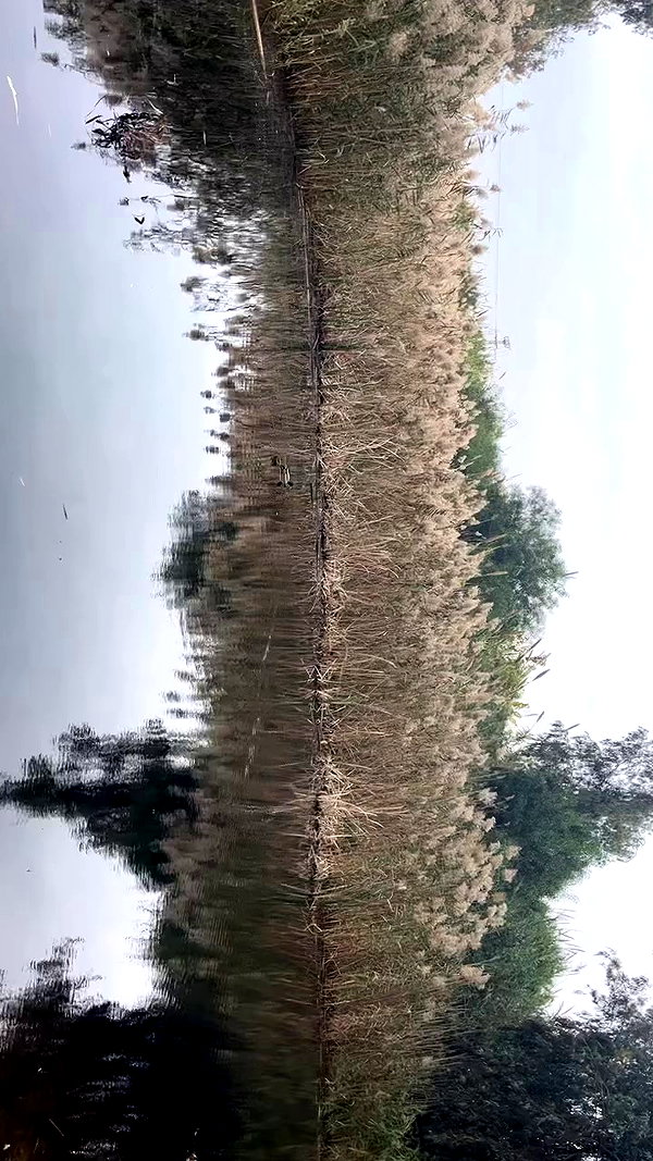 lisush_9 archive video preview