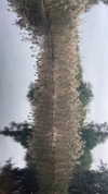 lisush_9 Altpins Profile Picture