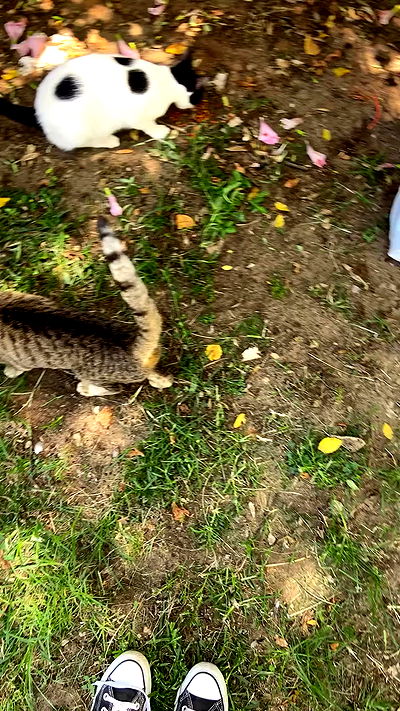 g.a.l.1.a g.a.l.1.a archive video