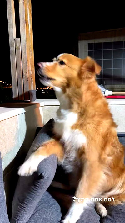 biton__adi biton__adi archive video